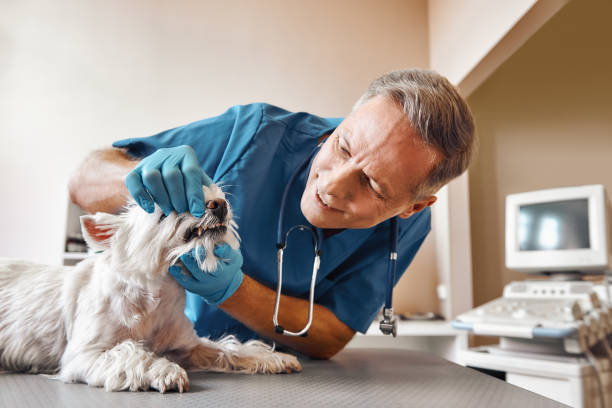 Best After-Hours Dental Care in , VT